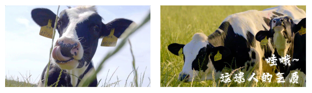 花花牛丨每天一杯奶，幸福健康喝出來?。。? style=