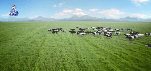 榮譽(yù) | “百家牛場(chǎng)青貯質(zhì)量評(píng)鑒活動(dòng)”花花牛新蔡瑞亞牧業(yè)、河南合源乳業(yè)分別榮獲一、三等獎(jiǎng)